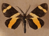 Pitthea neavei
